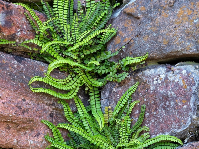 Maiden Fern