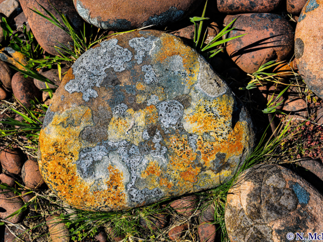 Lichen
